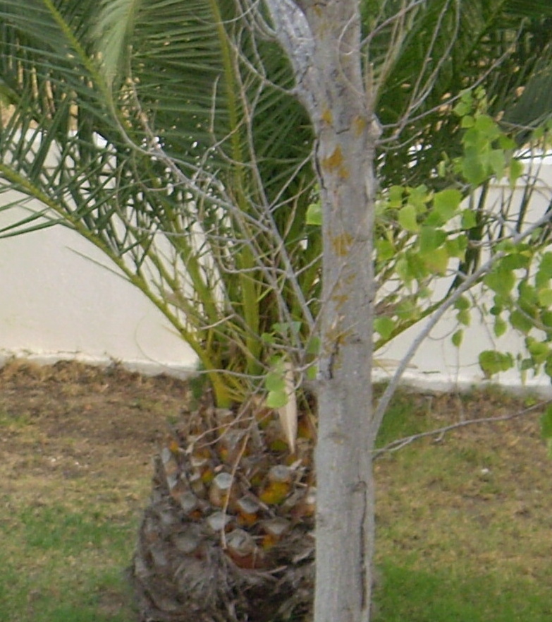 ananas.palmy.jpg