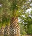 ananasové palmy.jpg
